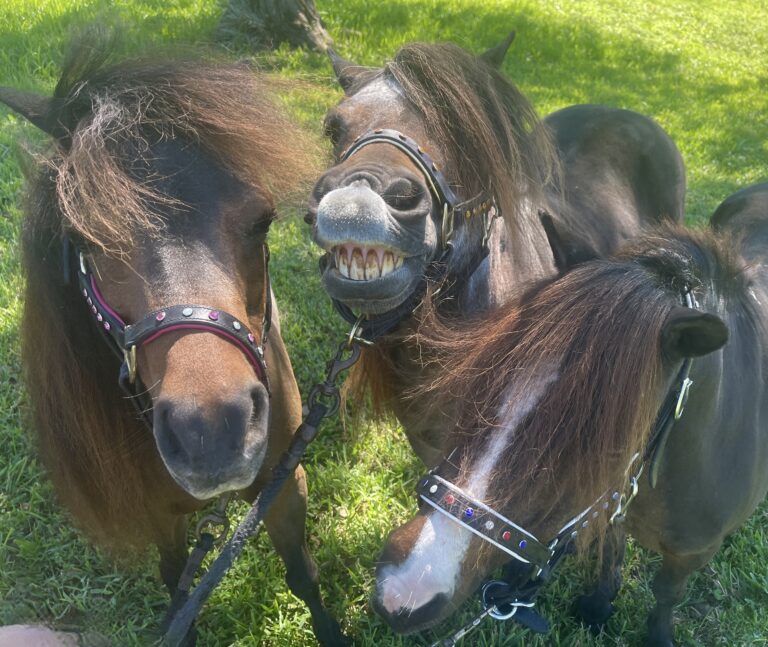 Three ponies begging for your help.